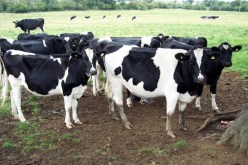 وزارة الفلاحة تنفي تسجيل أي حالة من الحمى القلاعية