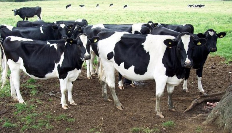 وزارة الفلاحة تنفي تسجيل أي حالة من الحمى القلاعية