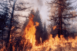 أزيد من 400 فرقة تدخل لمكافحة حرائق الغابات