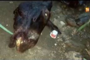 بالفيديو العثور على رأس وأرجل حمار بميلة