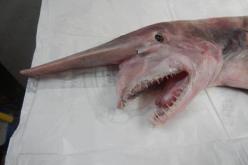 بالفيديو العثورعلى قرش بالسواحل الأسترالية  يعد من سلالة ما قبل التاريخ