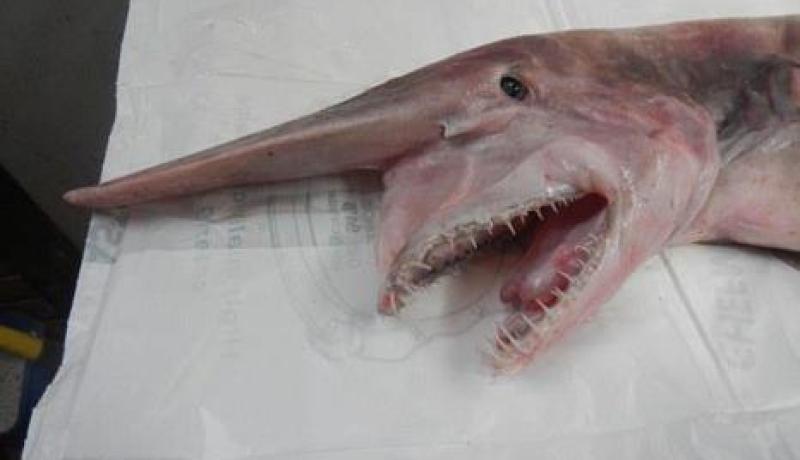 بالفيديو العثورعلى قرش بالسواحل الأسترالية  يعد من سلالة ما قبل التاريخ