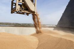 القمح المغشوش المستورد.. الإجراءات متواصلة لتحديد المسؤوليات محليا ودوليا