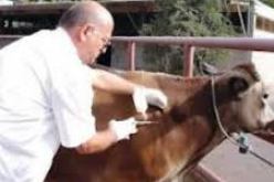 اتخاذ تدابير وقائية لتفادي خطر الإصابة بالحمى القلاعية في البيض