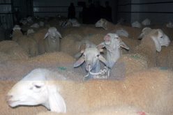 نفوق أزيد من 70 رأس من الغنم دون تحرك الجهات المعنية بالوادي