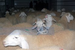 النعامة تستفيد من 30 ألف جرعة لقاح ضد طاعون المواشي