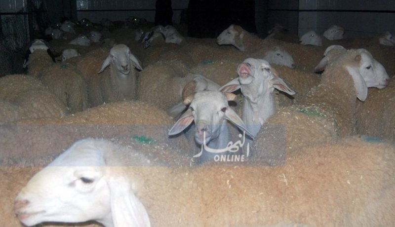 تسجيل 6 حالات من “طاعون المواشي” وإشتباه في 25 حالة أخرى بالطارف