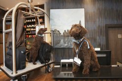 كلب موظف استقبال في لندن