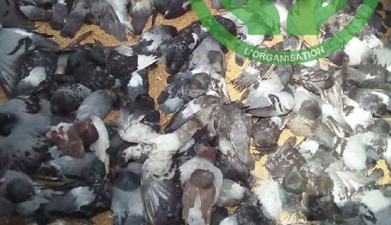 بالصور: حمام ميت داخل قطار نقل القمح من العاصمة إلى البليدة