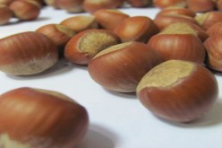 البندق يمنع الشيخوخة المبكرة