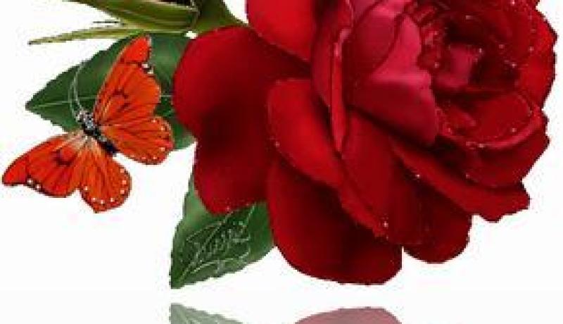 النهار توصلك لنصفك الأخر