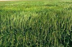 حارس مزرعة يتحول إلى مستورد تهرب من دفع أكثر من 41 مليارا للضرائب