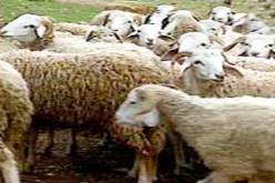 تلقيح أكثر من 620 ألف رأس من المواشي ضد الحمى المالطية بالأغواط