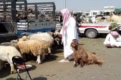 الكباش الصومالية تصنع الحدث في الحج مليون ونصف مليون سنتيم للرأس