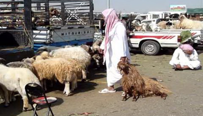 الكباش الصومالية تصنع الحدث في الحج مليون ونصف مليون سنتيم للرأس