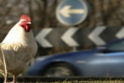 الصحة العالمية: دراسات انفلونزا الطيور القاتلة ستبقى سرية حاليا