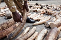 ضبط قرون وحيد قرن وأنياب فيلة مهربة على متن طائرة آتية من فرنسا