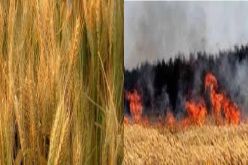 النيران تأتي على العديد من مساحات الحبوب بولايتي قالمة و ميلة