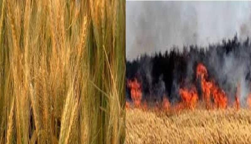 النيران تأتي على العديد من مساحات الحبوب بولايتي قالمة و ميلة