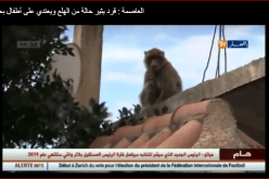 رعب يجتاح شوارع تيقصراين بالعاصمة بسبب قرد