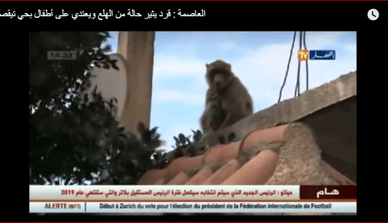 رعب يجتاح شوارع تيقصراين بالعاصمة بسبب قرد