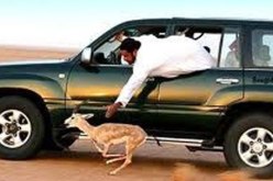 أمراء السعودية يفضلون الصيد في المنيعة