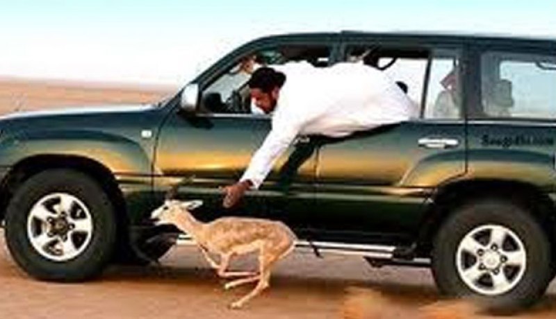 أمراء السعودية يفضلون الصيد في المنيعة