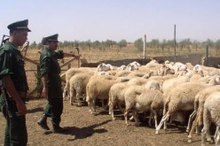 درك تلمسان يفكك شبكة وطنية لسرقة الماشية يمتد نشاطها إلى المسيلة