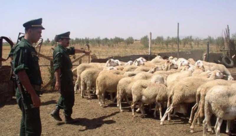 درك تلمسان يطيح بزعيم شبكة وطنية لسرقة الماشية و يحجز 70 شاة في مراب