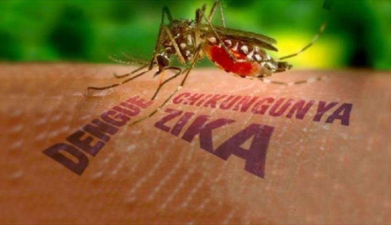 منظمة الصحة العالمية تعلن أن فيروس زيكا لم يعد حالة طوارئ صحية دولية