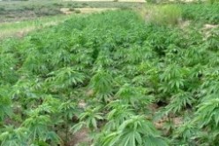 حجز أزيد من 34 كلغ من القنب الهندي بالبليدة