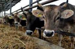 ارتفاع عدد الإصابات بمرض الحمى القلاعية إلى 40 حالة بالبويرة