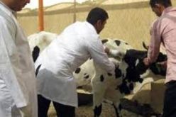 توفير 900 ألف جرعة من اللقاح المضاد للحمى القلاعية وطلب 900 ألف جرعة أخرى