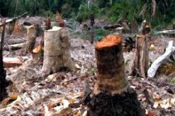 توقيف شخصين بتهمة القطع غير الشرعي للأشجار في سطيف