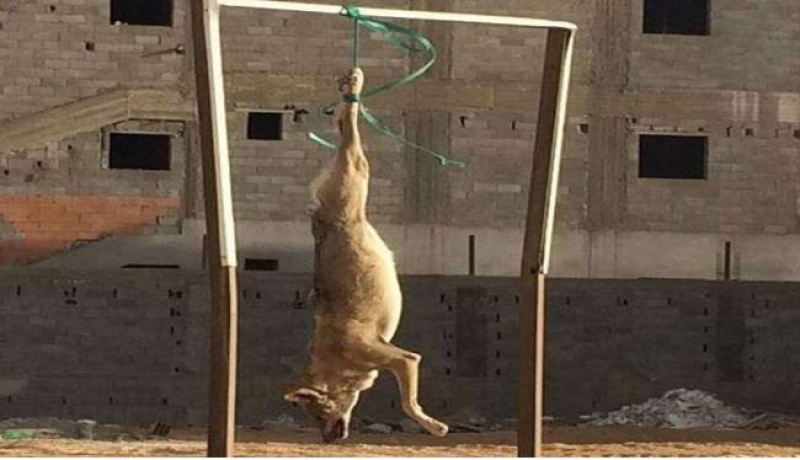 بالفيديو.. يعلق ذئب في الشارع بعد قتله والسبب