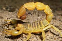 وفاة طفلة ودخول أمها في غيبوبة إثر لسعة عقرب في الأغواط