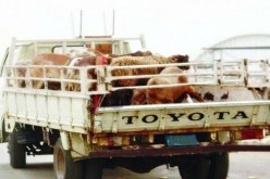 إحباط محاولة سرقة 150 رأس من الماشية