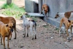 كلاب ضالة تهاجم 6 مصلين في تلمسان