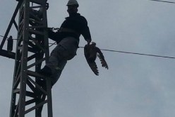 طائر اللقلق يتسبب في قطع التيار الكهربائي عن حوالي 6 آلاف منزل بمدينة باتنة