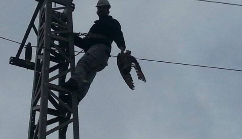 طائر اللقلق يتسبب في قطع التيار الكهربائي عن حوالي 6 آلاف منزل بمدينة باتنة