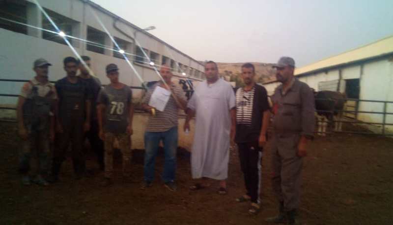 الشلف: عمال مراعي الجزائر يستنجدون بالوالي لإنقاذ 400 بقرة تعاني العطش بمجاجة