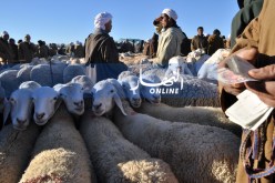 غلق أسواق المواشي شهر إضافي بسبب الطاعون في 48 ولاية!