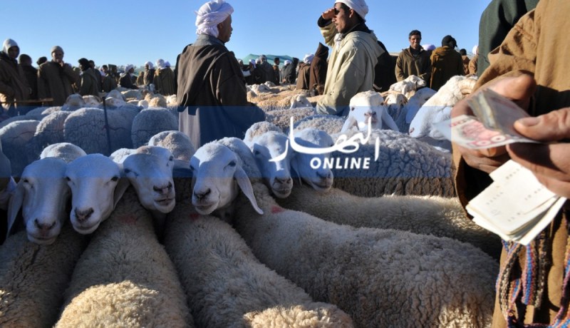 غلق أسواق المواشي شهر إضافي بسبب الطاعون في 48 ولاية!