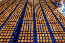 حبة البيض تغني بـ 15 دينارا!