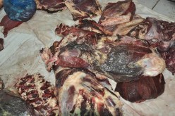 سيدي بلعباس.. اللحم الفاسد يودي بحياة طفل ويسمّم 5 آخرين 