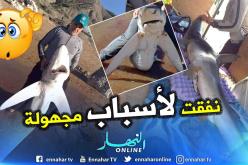 عين تموشنت: نفوق سمكتي قرش من الحجم الصغير والمتوسط خلال 24 ساعة الأخيرة