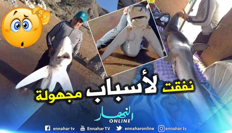 عين تموشنت: نفوق سمكتي قرش من الحجم الصغير والمتوسط خلال 24 ساعة الأخيرة