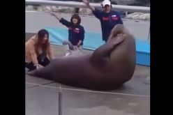 فيديو.. فقمة تمارس تمارين المعدة أمام الجمهور