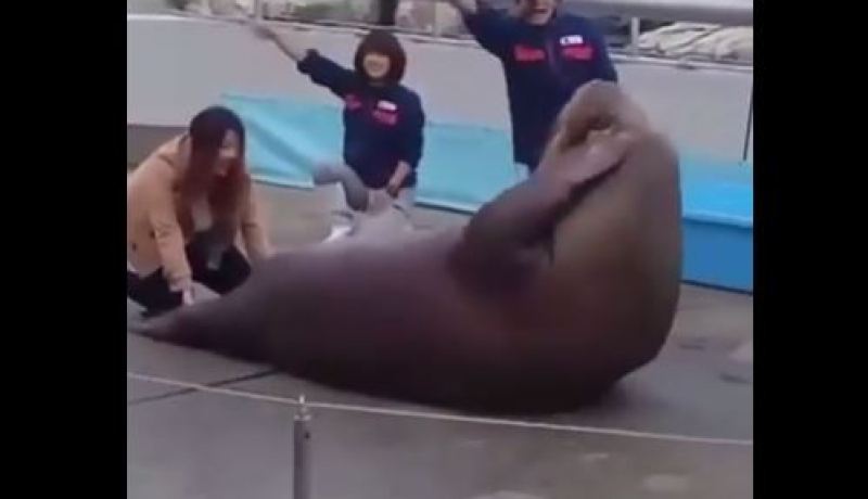 فيديو.. فقمة تمارس تمارين المعدة أمام الجمهور