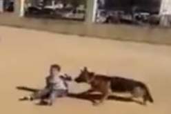 شبان يحرضون كلبا من نوع بارجي على افتراس طفل في وهران